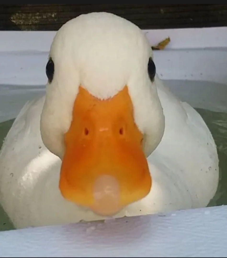 Marinho - Trélivan - Côtes-d'Armor | Rencontre libertine